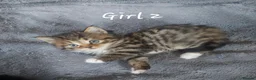 Mixed Breed cats for sale: Norwegian Forest Cross kittens - Advert 9