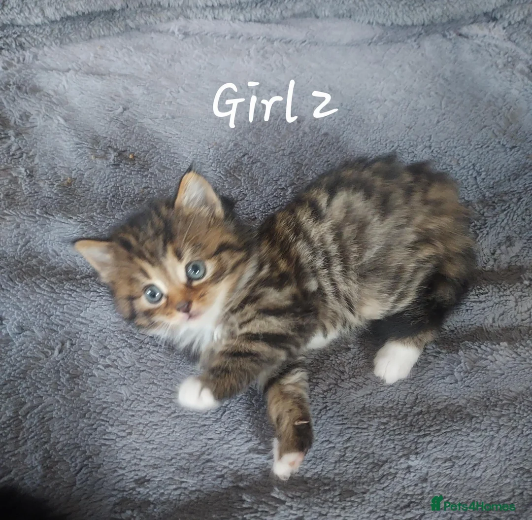 Mixed Breed cats for sale: Norwegian Forest Cross kittens - Advert 9