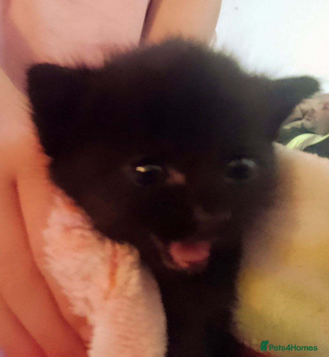 Domestic Shorthair cats for sale: Beautiful much loved kittens. - Image 1