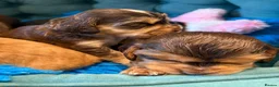 Cocker Spaniel dogs for sale: Outstanding show cocker spaniels - KC in Leicester - Advert 2