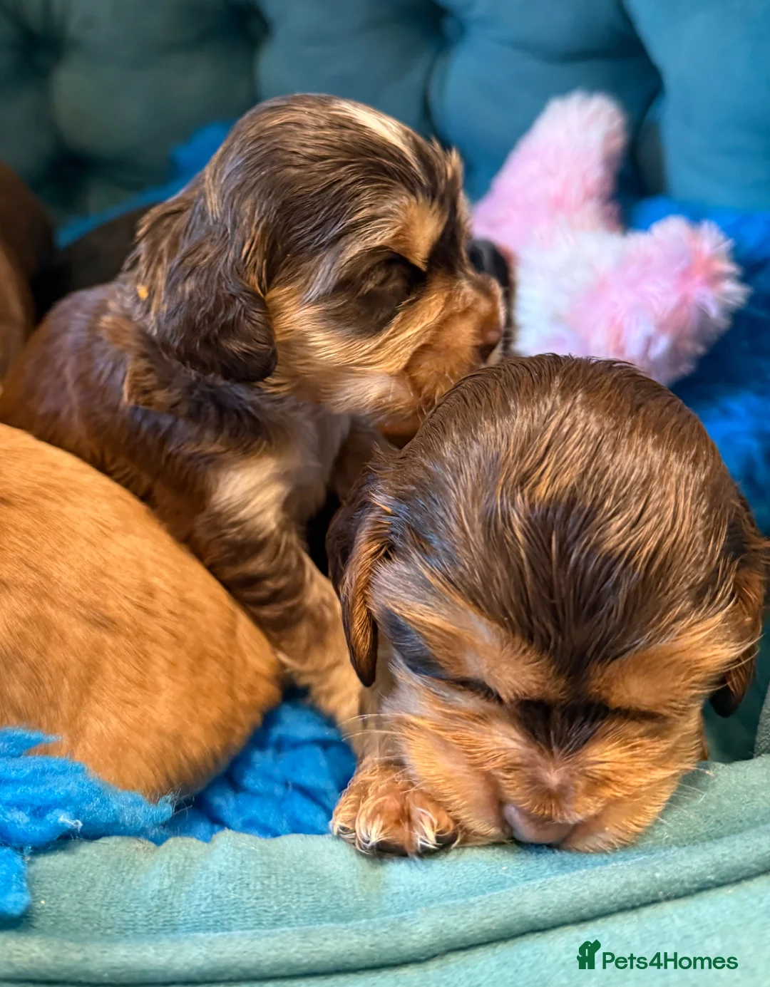 Cocker Spaniel dogs for sale: Outstanding show cocker spaniels - KC in Leicester - Advert 2
