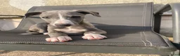Whippet dogs for sale: Stunning Blue whippet bitch puppy for sale  - Advert 7