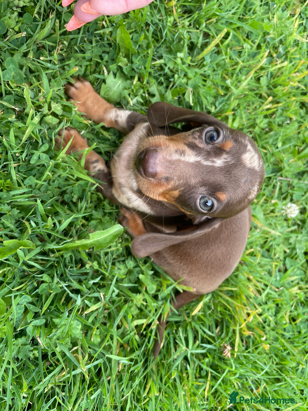 Dachshund dogs for sale: Only One Adorable Dachshund Left Now 🐶 - Image 7