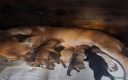 Mixed Breed dogs for sale: Beautiful jackchi puppies  - Image 1