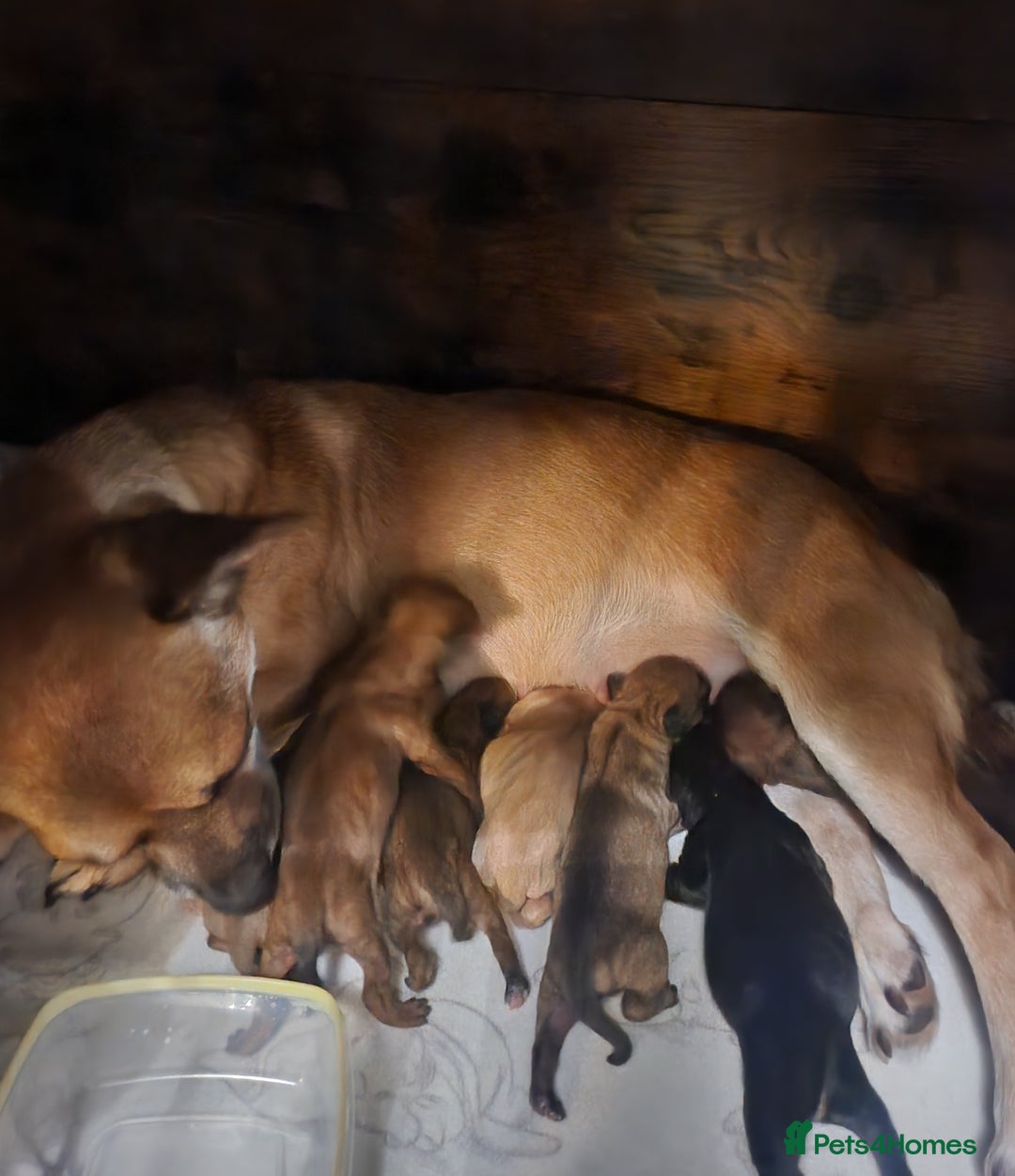 Mixed Breed dogs for sale: Beautiful jackchi puppies  - Image 1