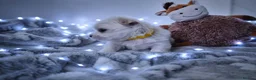 Maltese dogs for sale: 🐶4 Beautiful Maltese Puppies – 3 Boys & 1 Girl - Advert 7