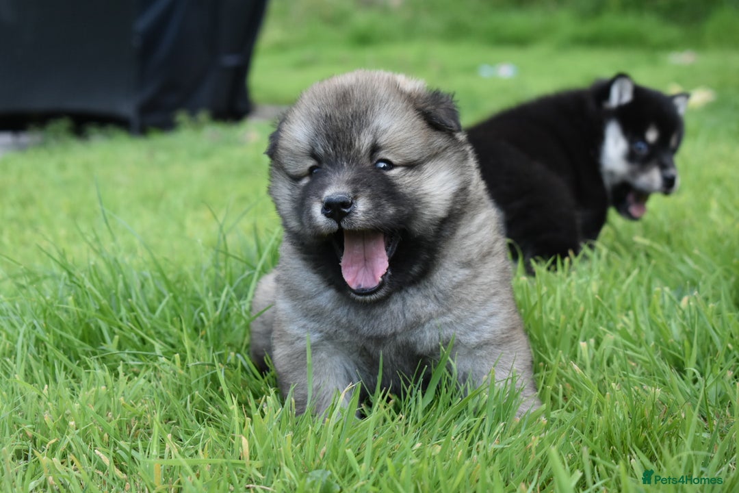 Siberian Husky dogs for sale: Beautiful Chowski puppies  - Image 10