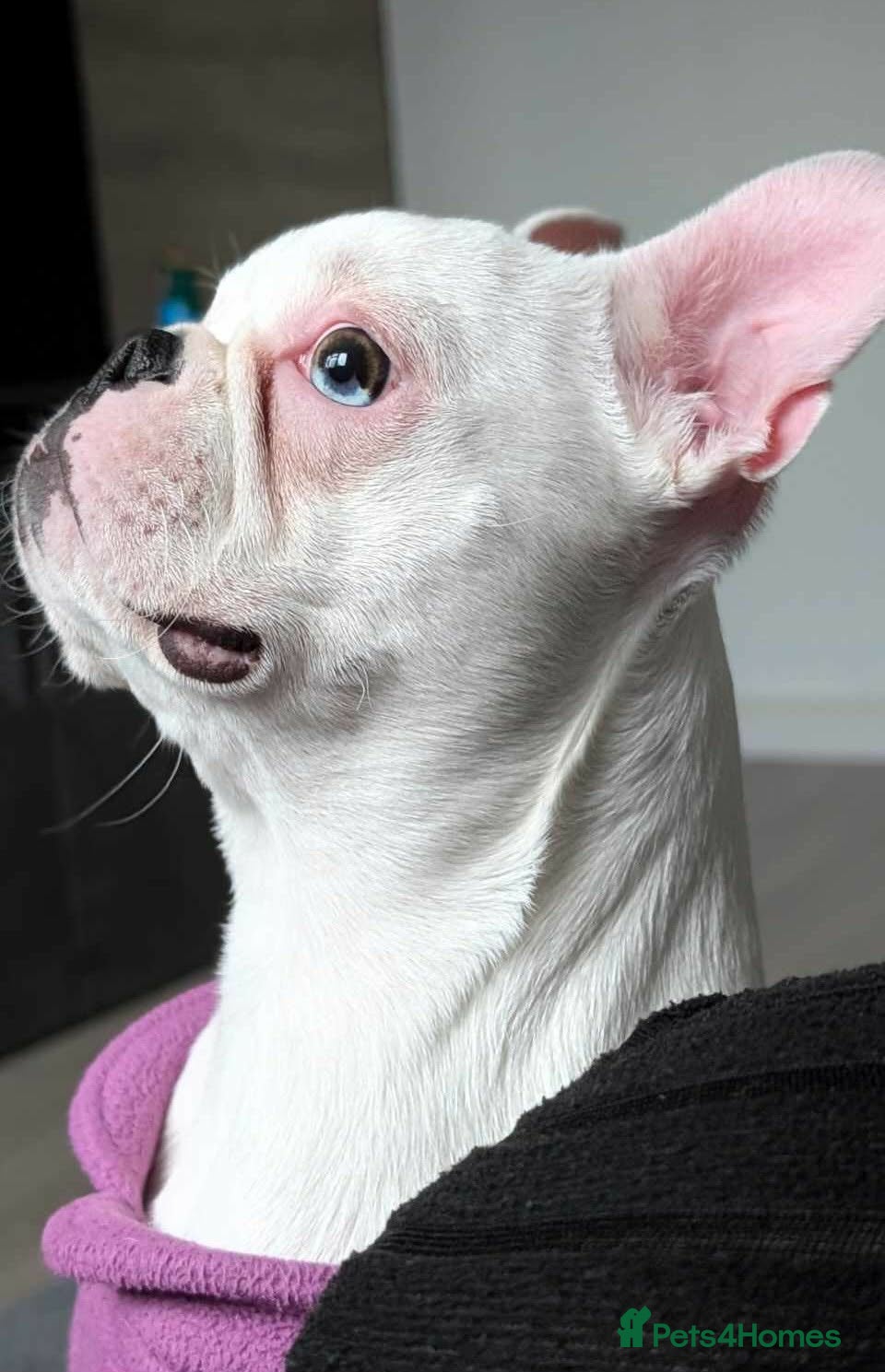 Boston Terrier dogs Boston Terrier - Advert 1