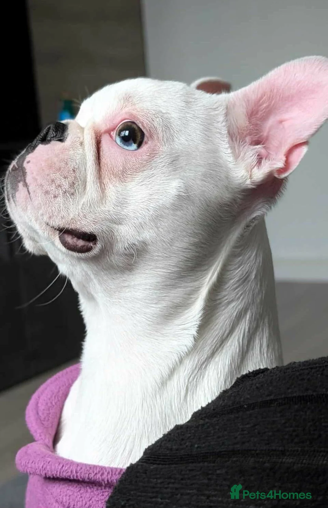 Boston Terrier dogs for sale: Boston Terrier - Advert 1