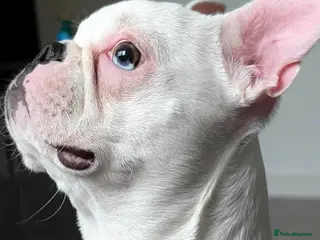 Boston Terrier dogs Boston Terrier - Advert 6