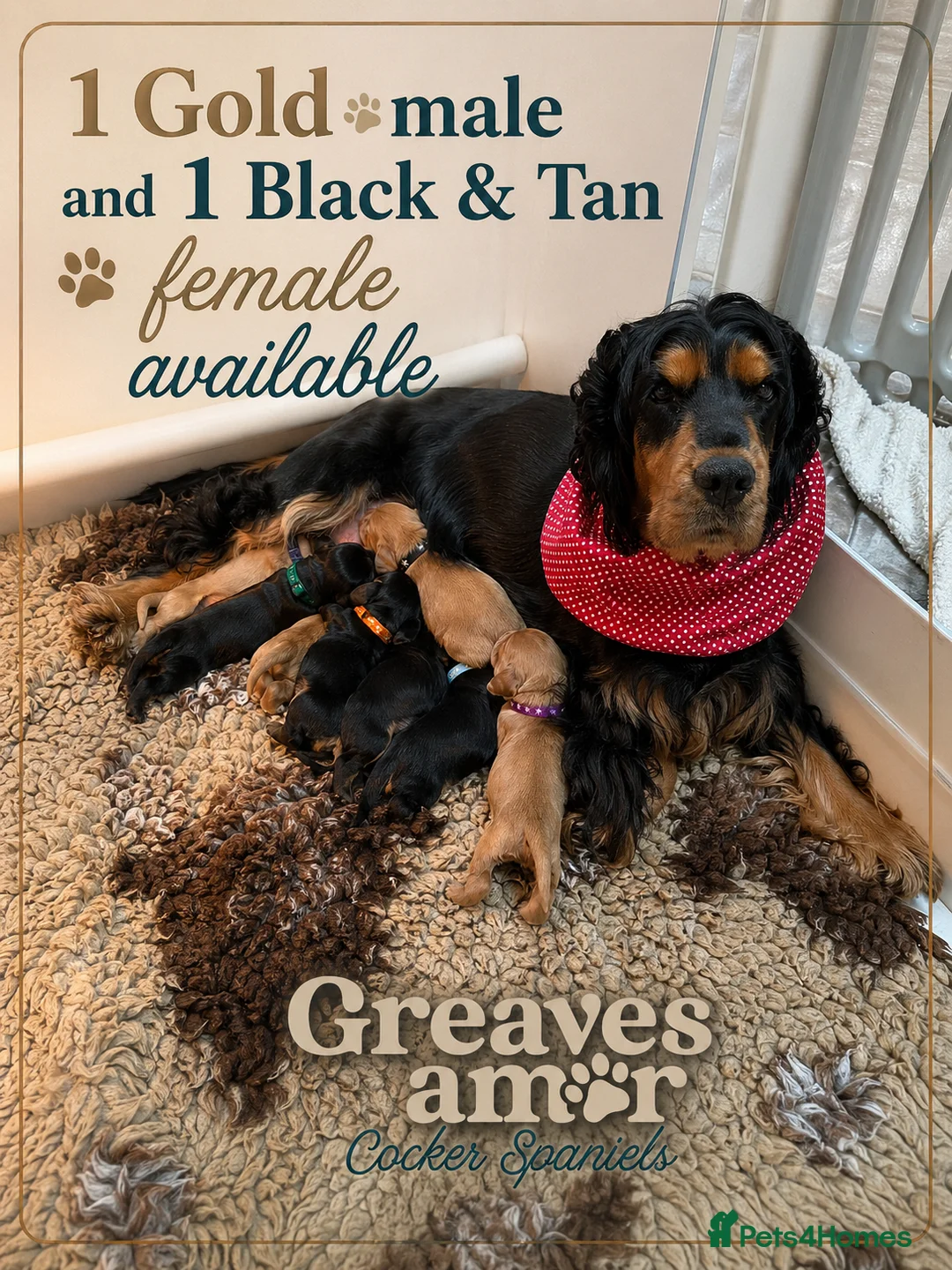 Cocker Spaniel dogs for sale: Show Cocker Spaniel - Top Quality - Advert 1