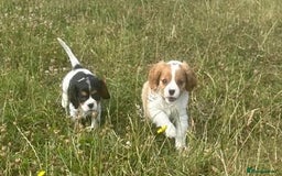 Cavalier King Charles Spaniel dogs for sale: Male KC reg & Health Tested Cavalier puppies - Image 23