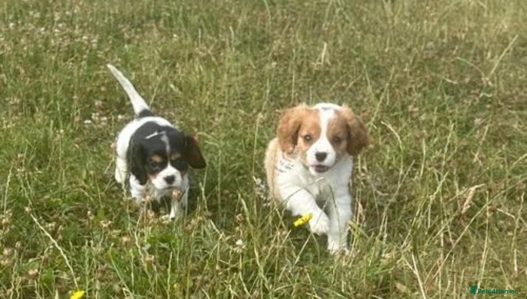 Cavalier King Charles Spaniel dogs for sale: Male KC reg & Health Tested Cavalier puppies - Image 23