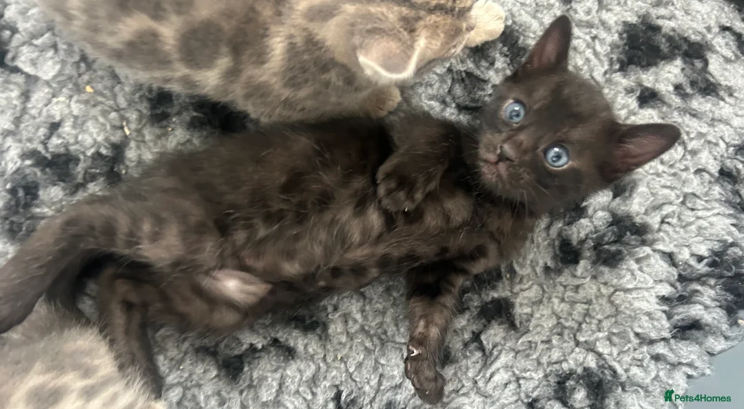 Bengal cats for sale: Beautiful Litter of Bengal Kittens - TICA Reg - Advert 18