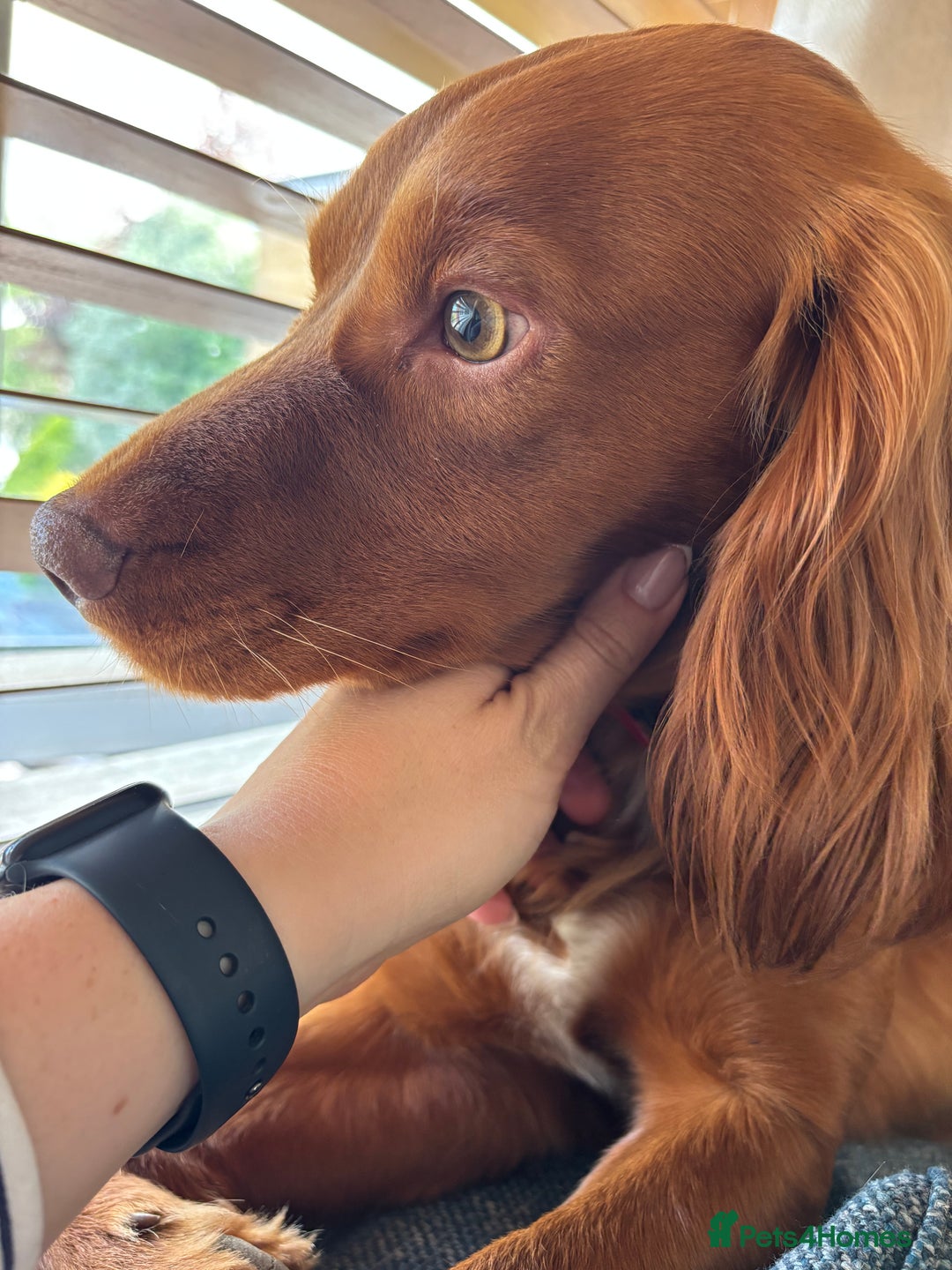 Cocker Spaniel dogs for stud: Master Charles White (KC name) - Image 4