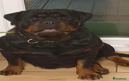 Rottweiler dogs for sale: TOP QUALITY GERMAN PUPS - Image 3