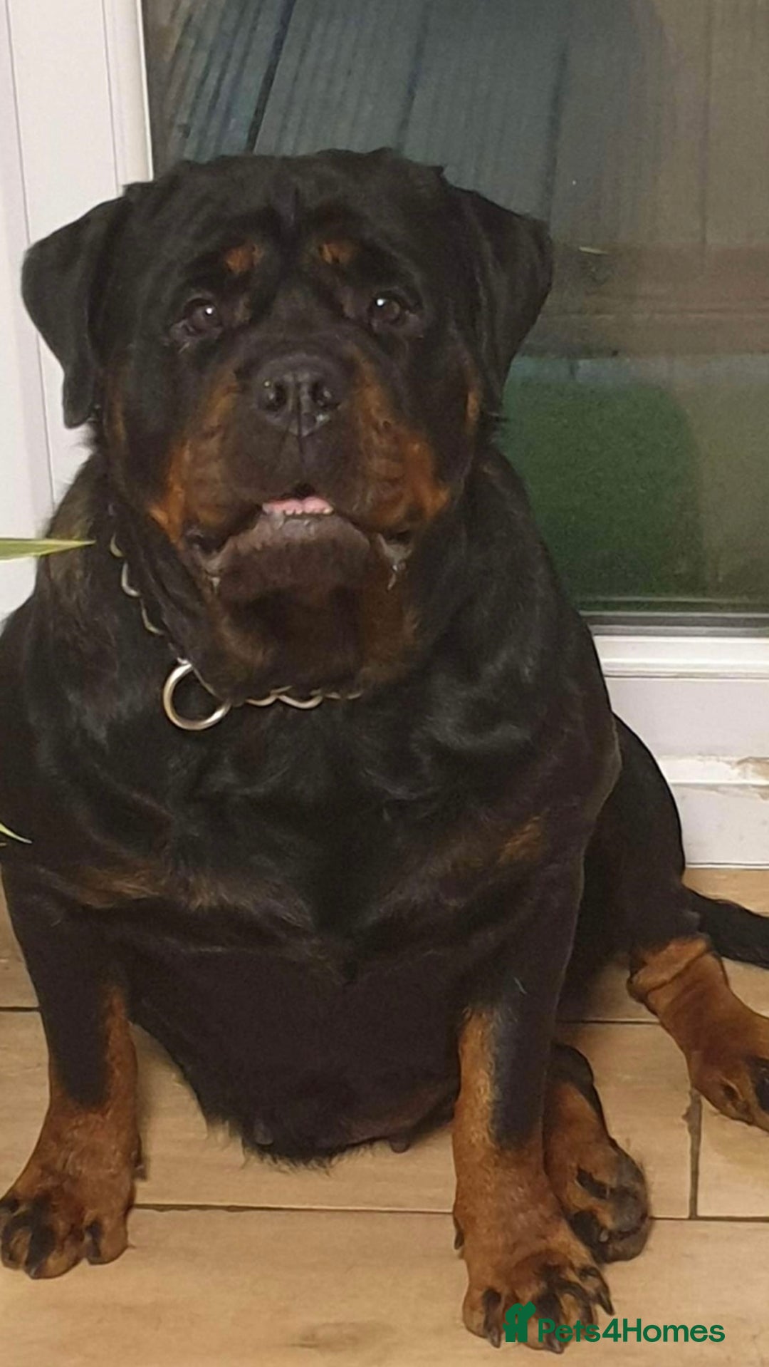 Rottweiler dogs for sale: TOP QUALITY GERMAN PUPS - Image 3