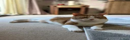 British Shorthair cats for sale: New loving home needed  - Advert 3