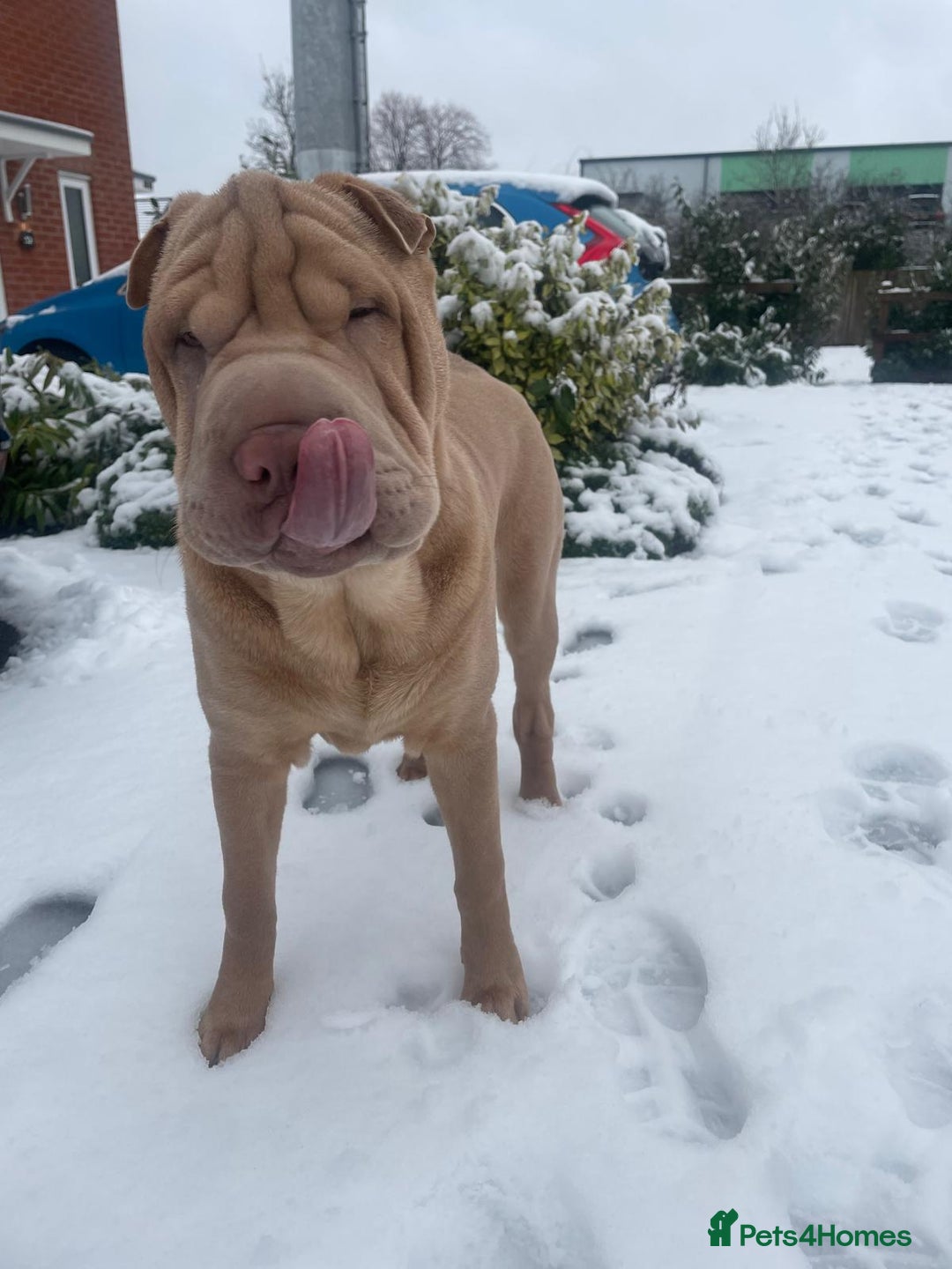 Shar Pei dogs for stud: Mr Bear 🐻 🦍 - Image 4
