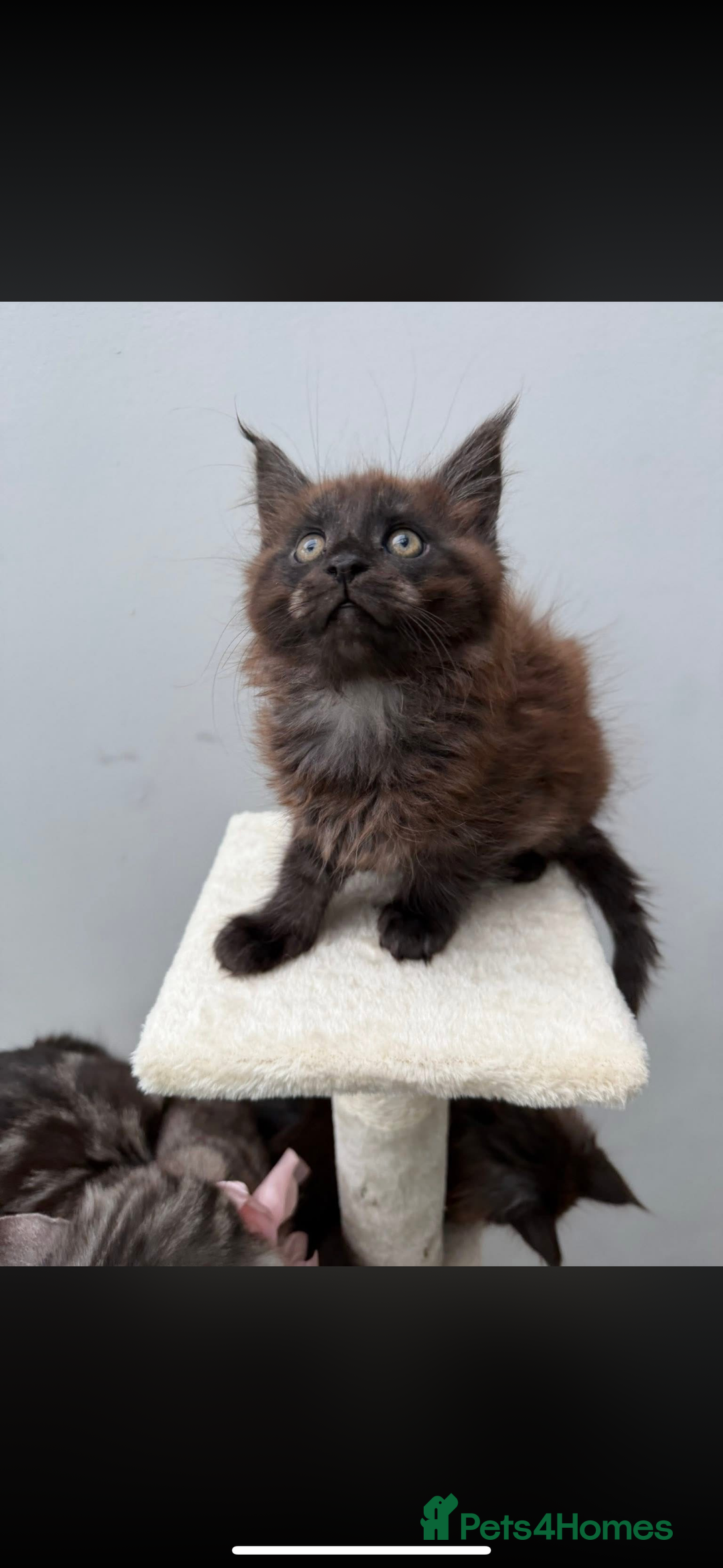 Maine Coon cats for sale: Beautiful boy kittens  - Advert 6