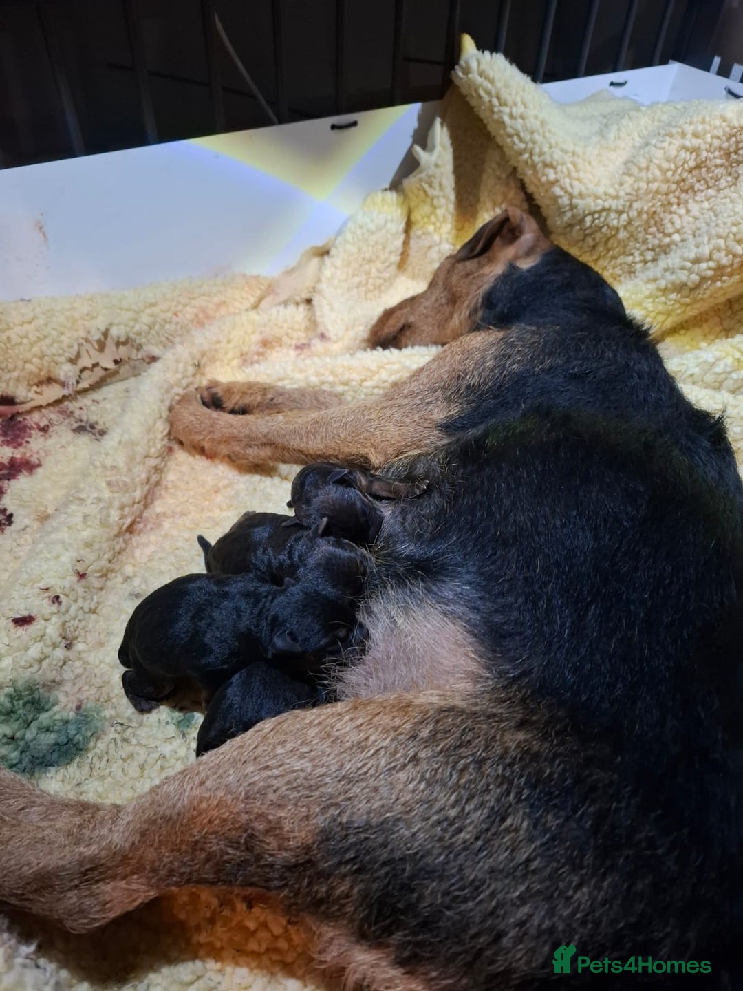Lakeland Terrier dogs for sale: 🐾 Lakeland Terrier Puppies – Tag × Diesel 🐾 - Advert 19