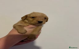 Mixed Breed dogs for sale: Beautiful unique puppies  - Image 8