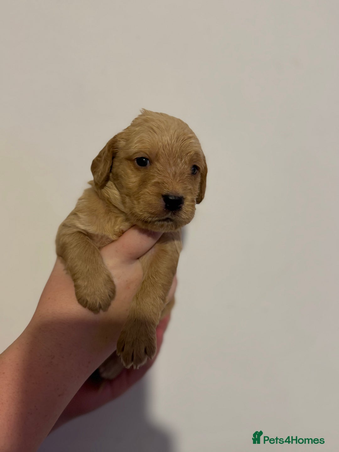 Mixed Breed dogs for sale: Beautiful unique puppies  - Image 8