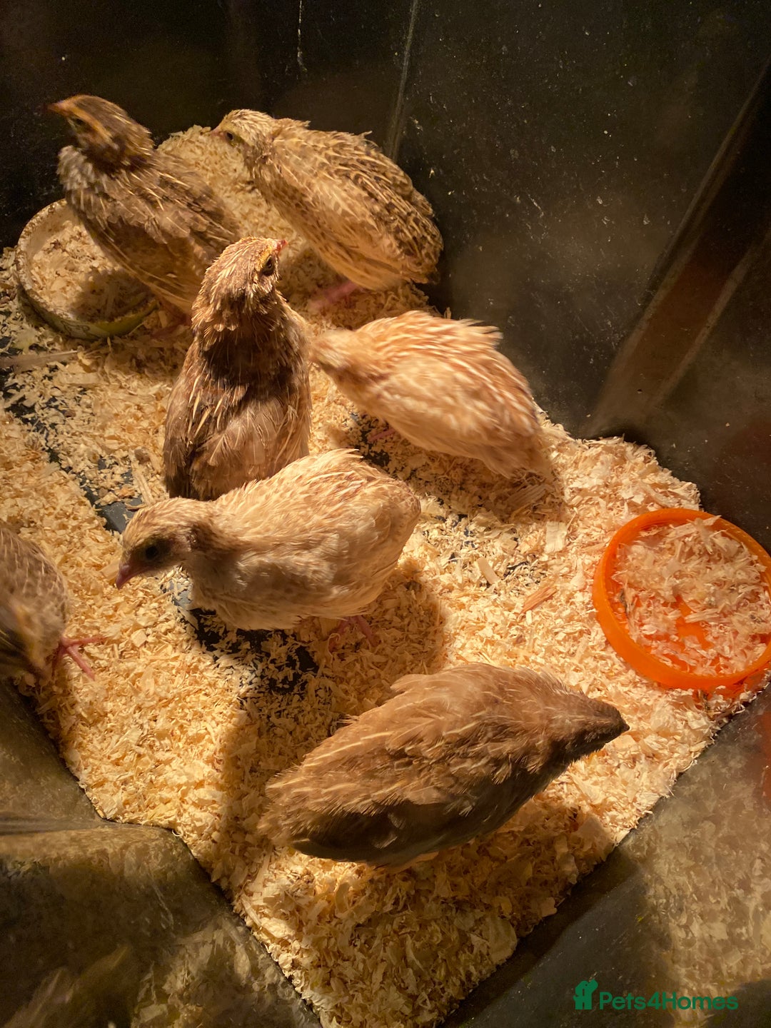 Quail poultry for sale: Quail male and female - Advert 2
