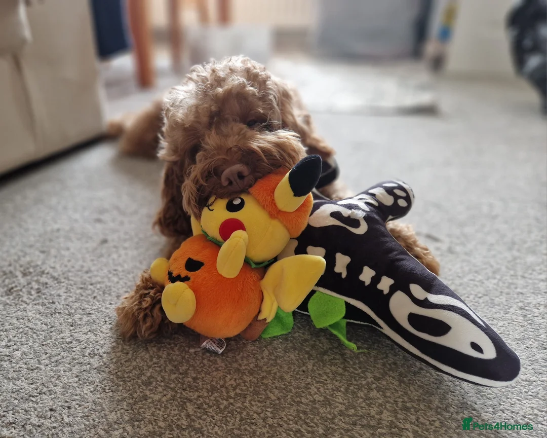 Cockapoo dogs for stud: F1b Red Proven Cockapoo DNA Tested F/F for Stud  in Coventry - Advert 5