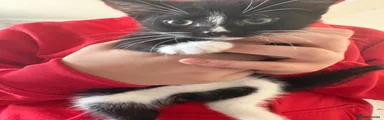 Mixed Breed Kitten 5