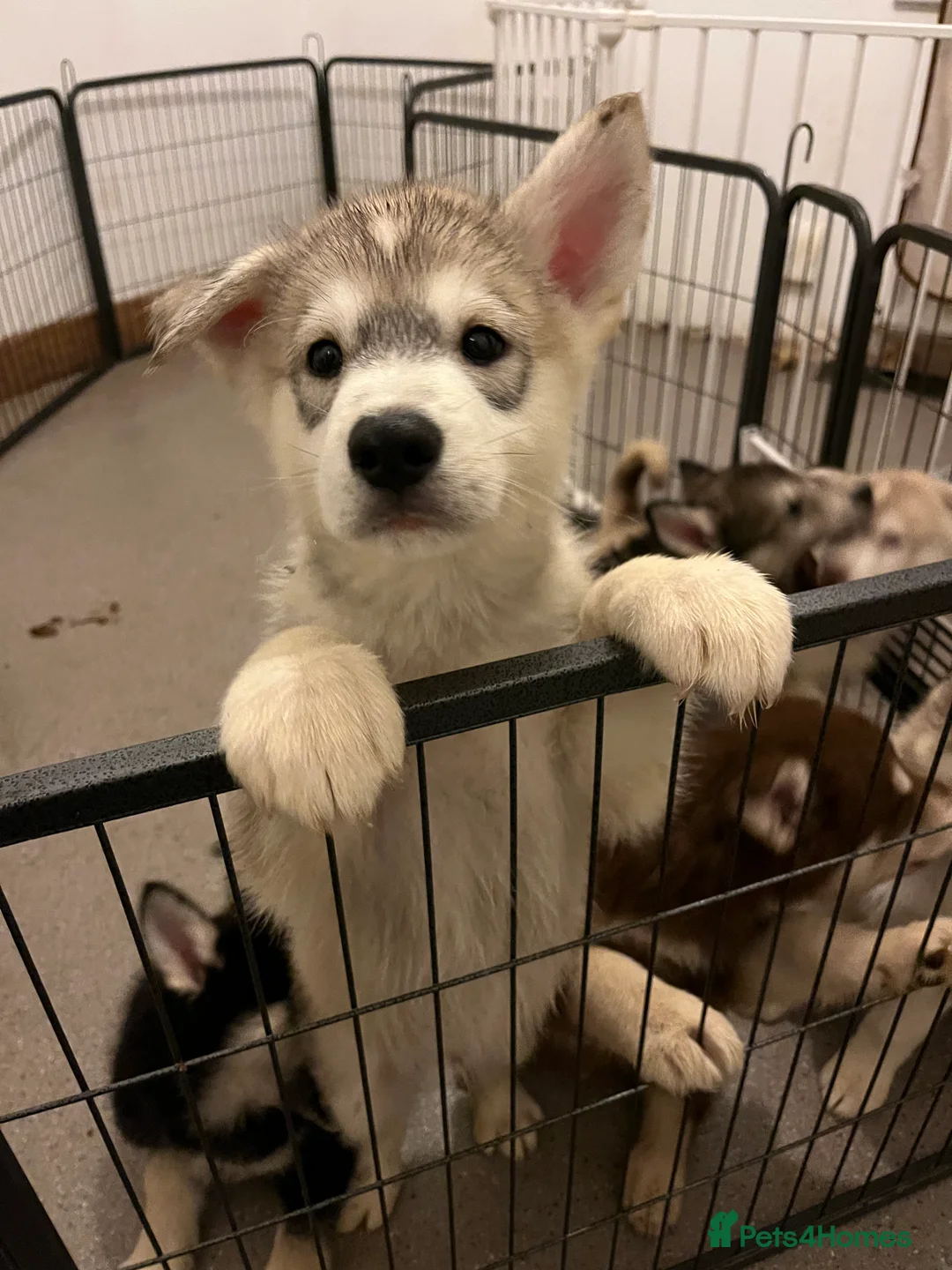 Northern Inuit dogs for sale: Northern Innuit puppies for sale  - Advert 2