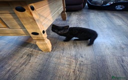 Mixed Breed cats for sale: Kitten for sale  - Image 2