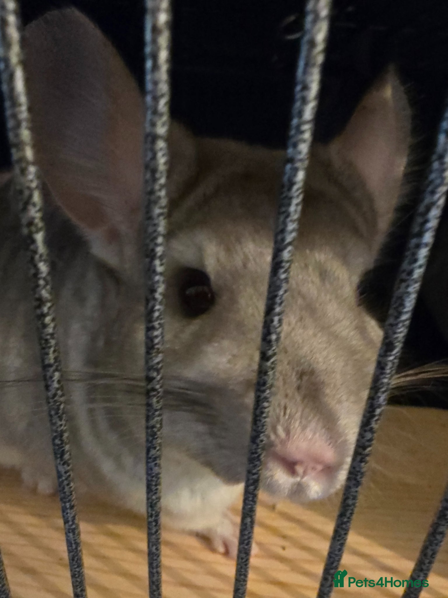 Chinchilla rodents Caspa the chinchilla  - Advert 8