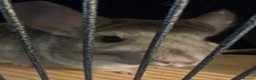 Chinchilla rodents for sale: Caspa the chinchilla  - Advert 1