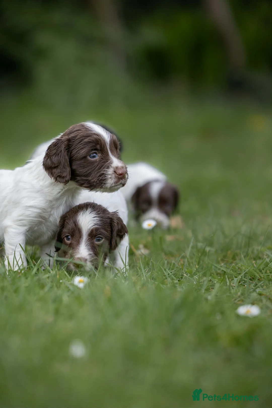 English Springer Spaniel dogs for sale: Four Beautiful KC regd. pups. - Advert 1