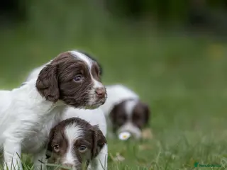 English Springer Spaniel dogs Four Beautiful KC regd. pups. - Advert 1