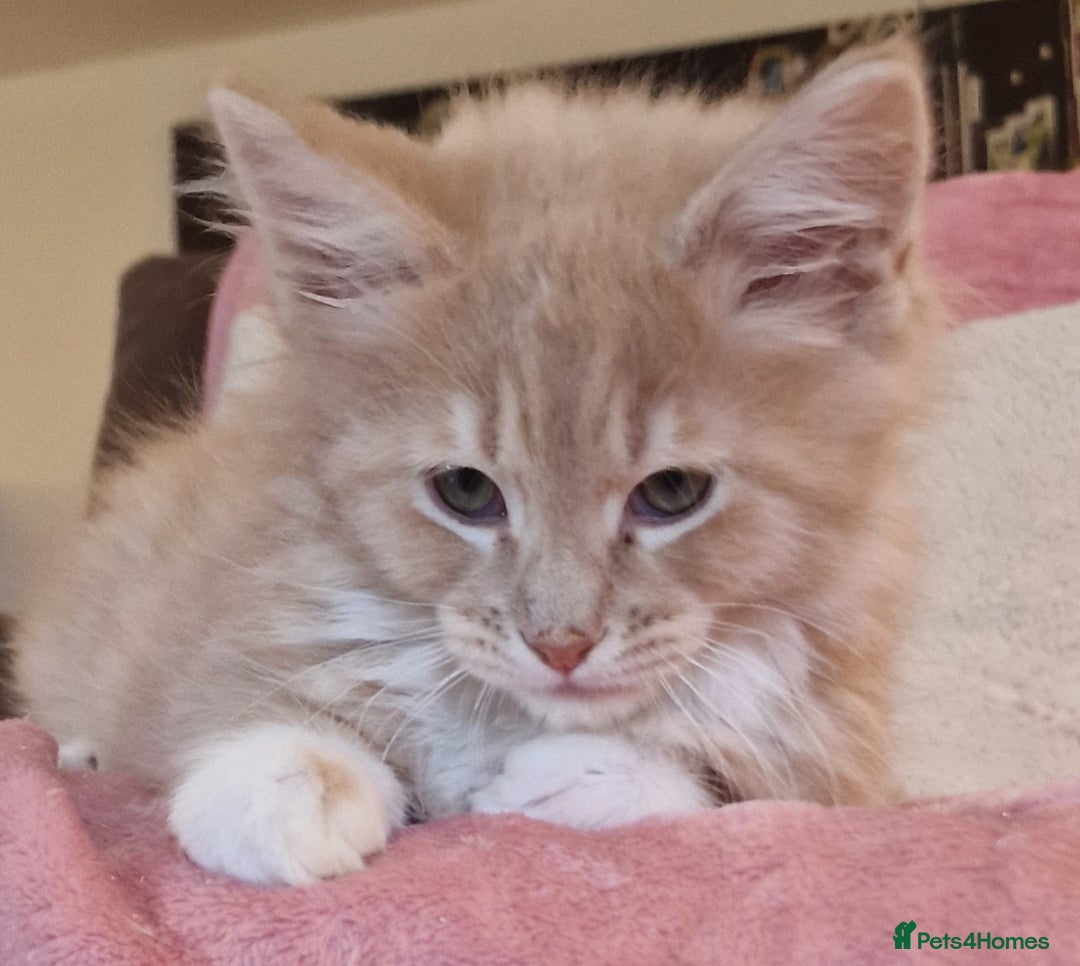 Maine Coon cats for sale: MAINE COON KITTENS WITH WORLD CHAMPION BLOODLINES - Advert 6