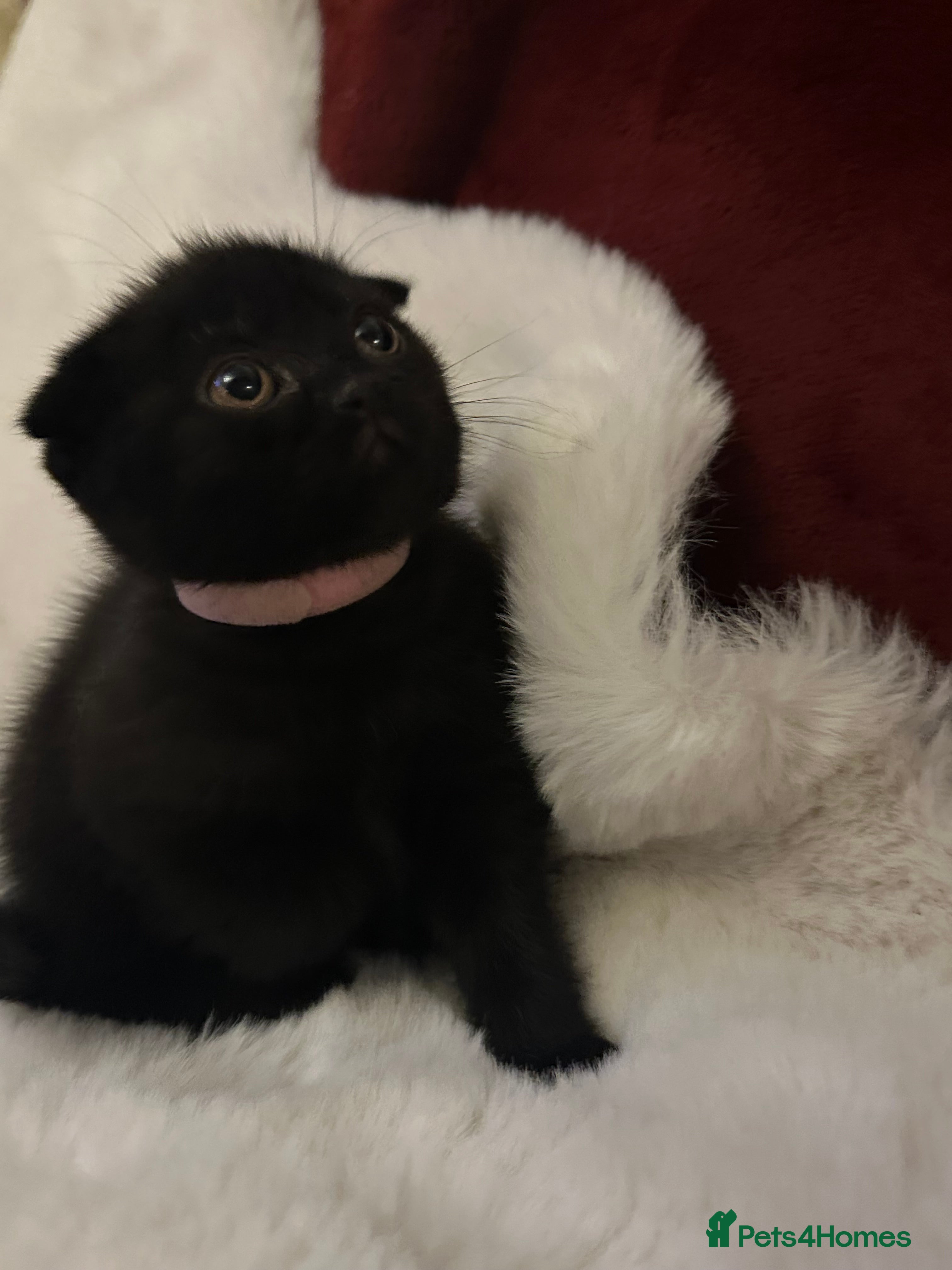 Scottish Fold cats Last rare choc baby available, £600 ❤️  - Advert 10
