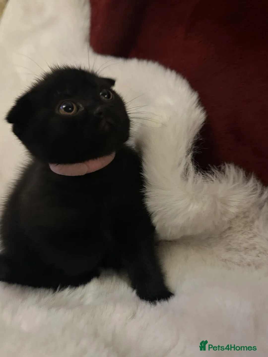 Scottish Fold cats for sale: Last rare choc baby available, weaned & ready ❤️  - Advert 10