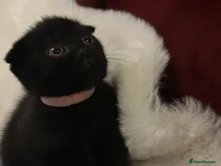 Scottish Fold cats Last rare choc baby available, £600 ❤️ - Advert 10