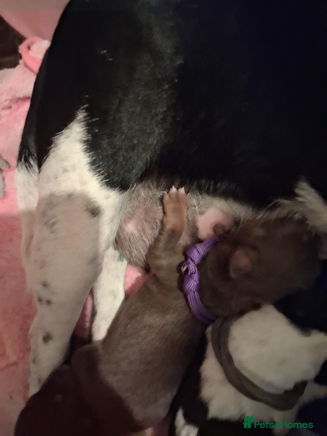 Mixed Breed dogs for sale: Jack Russell cross dachshund puppies  - Image 6
