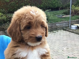 Bernedoodle dogs - Advert 4