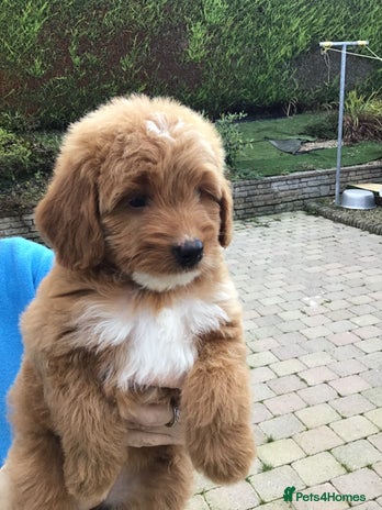 Bernedoodle dogs - Advert 14