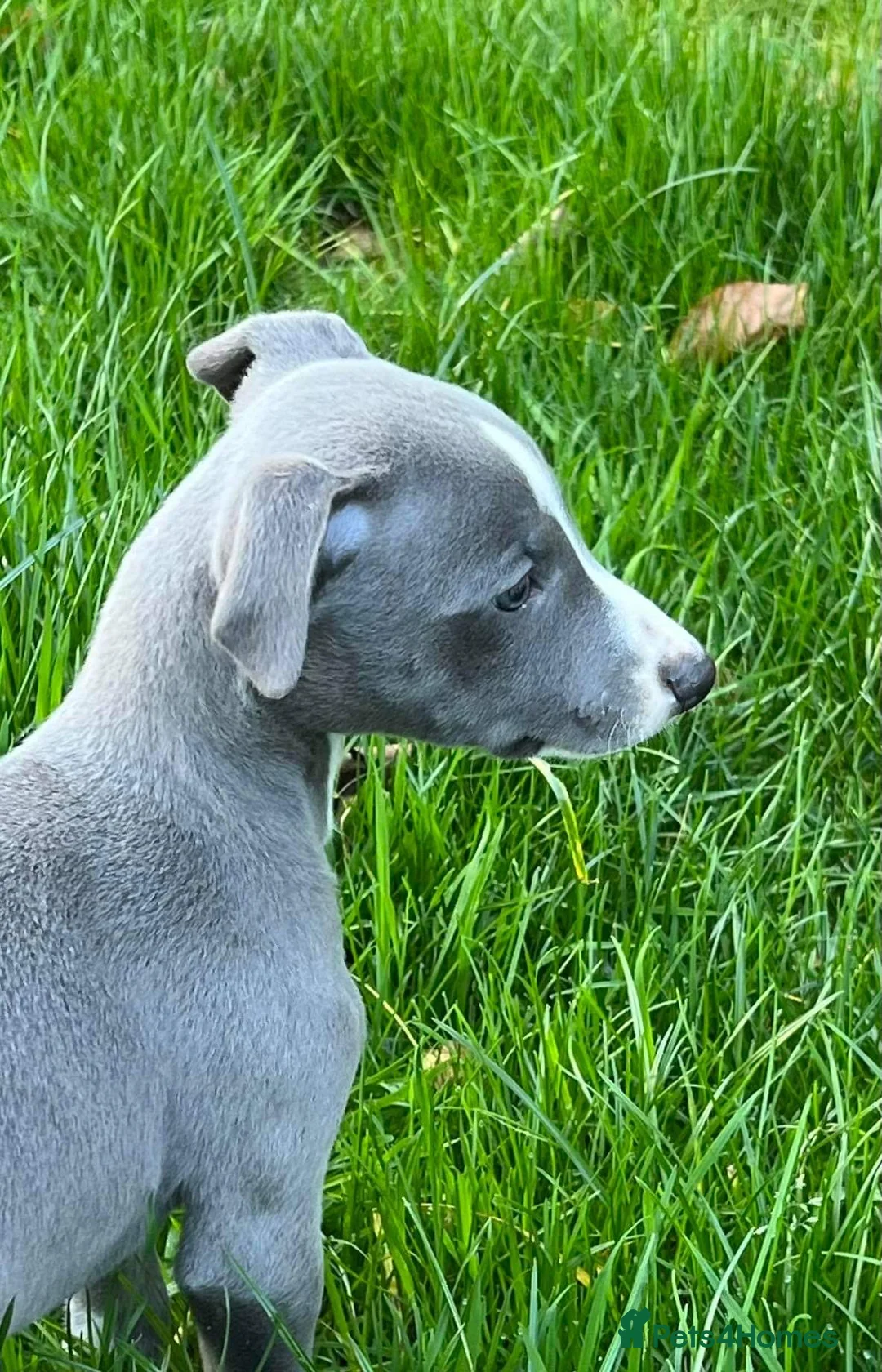 Whippet dogs for stud: 2 KC whippet for stud,both heart tested clear in Bishop Auckland - Advert 24