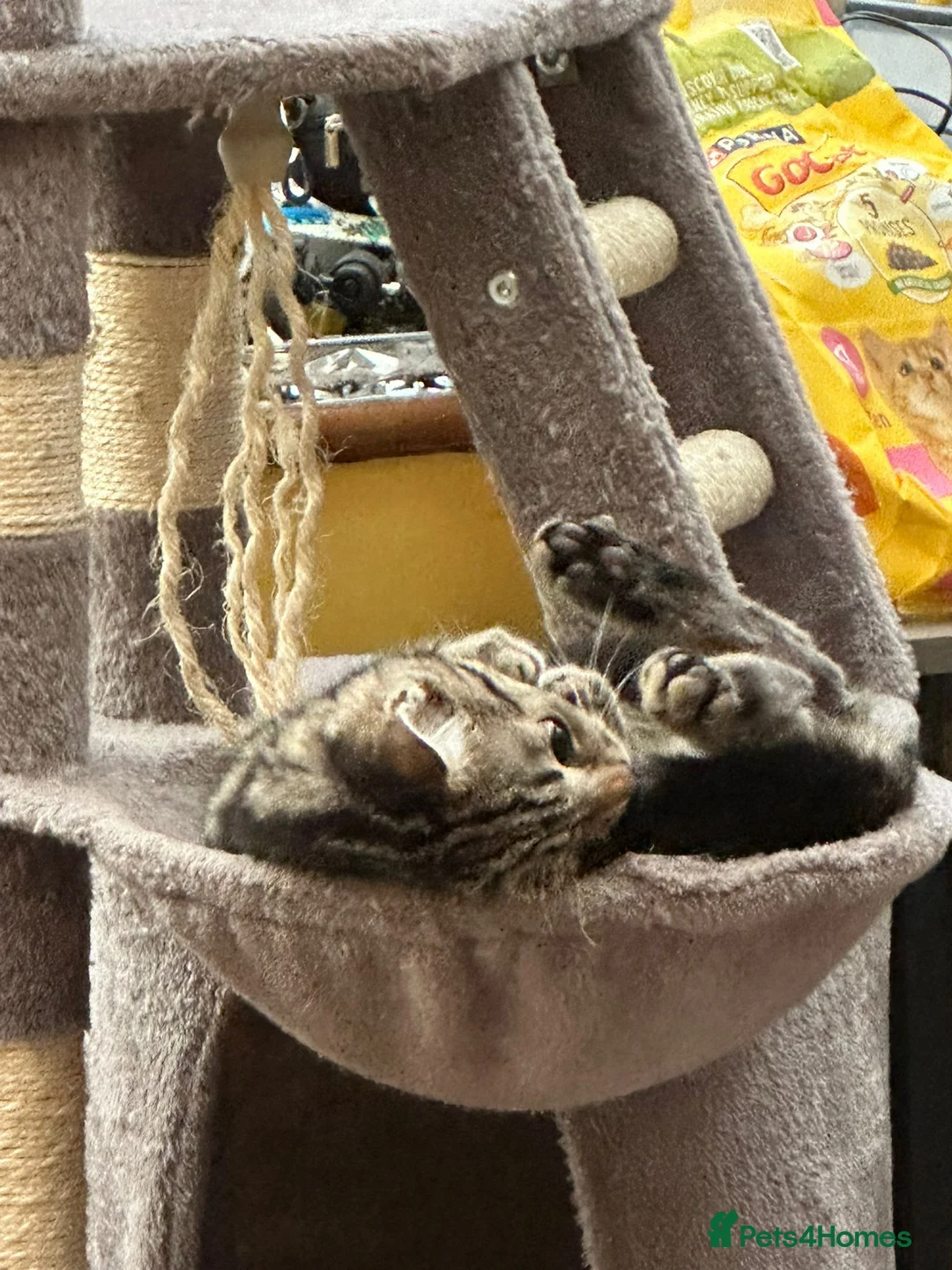 Mixed Breed cats for sale: Taby cat gor FREE  - Advert 7