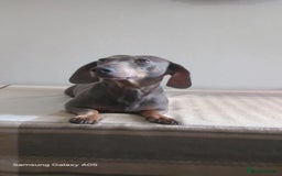 Miniature Dachshund dogs for sale: Absolutely stunning little babies - Image 2