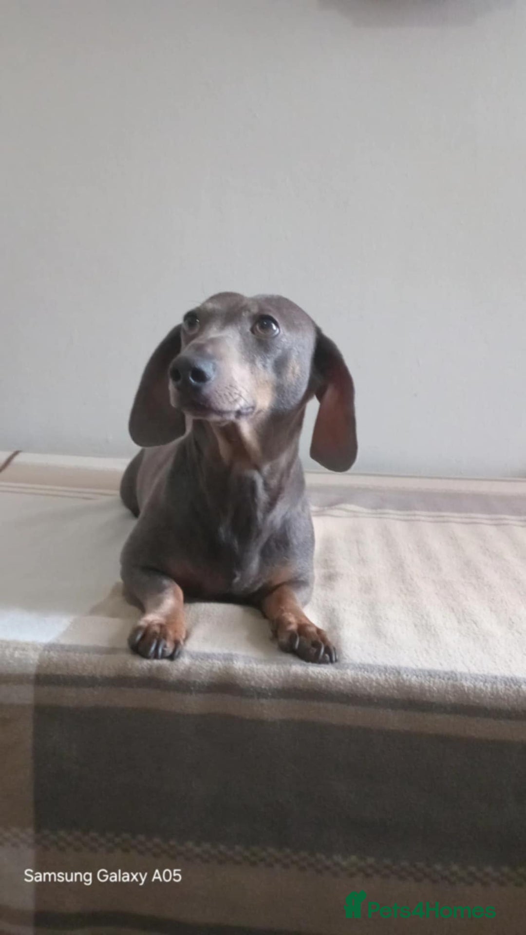 Miniature Dachshund dogs for sale: Absolutely stunning little babies - Image 2