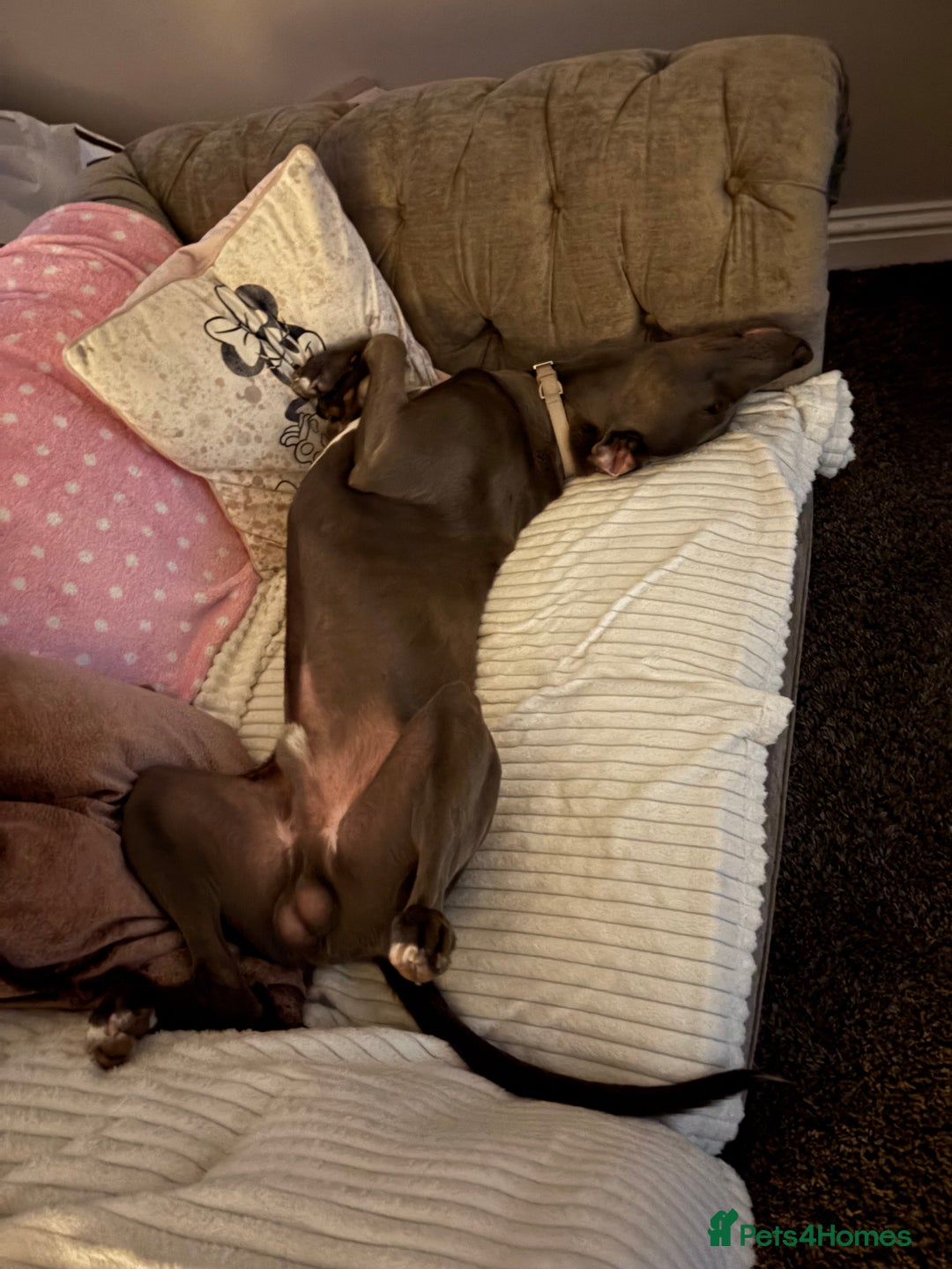 Mixed Breed dogs for sale: Handsome grey Lurcher 9 month old   - Image 5