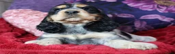 Cocker Spaniel dogs for sale: Extensively Health Tested, Top Quality pedigree  - Advert 20