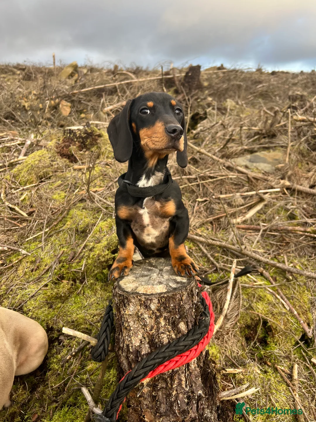 Dachshund dogs for sale: 2 year ago male dachshund 🐶 please read add - Advert 5